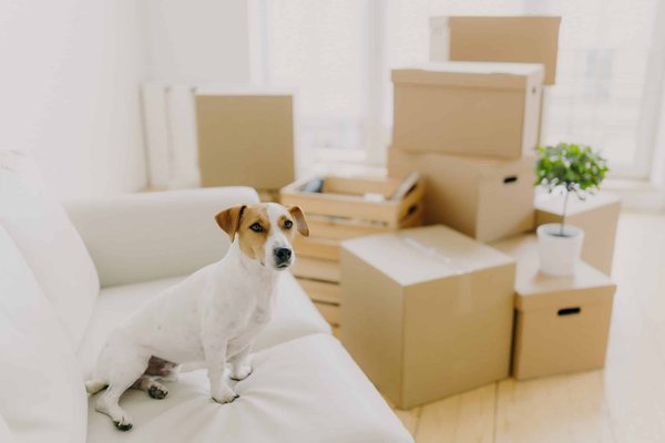Quelles techniques pour concevoir un coin lecture confortable dans une véranda ?
