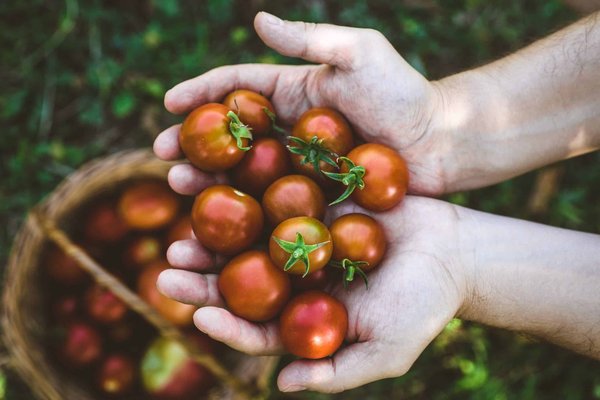 Comment vous pouvez optimiser votre récolte de tomates grâce à la greffe réussie ?